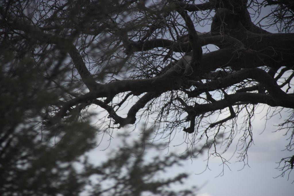 Tarangire National Park Tanzania. Andrey Filippov Photographer