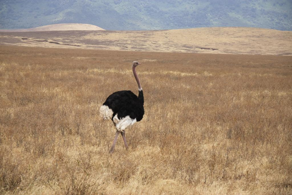 Ngorongoro Conservation Area. Andrey Filippov Photographer