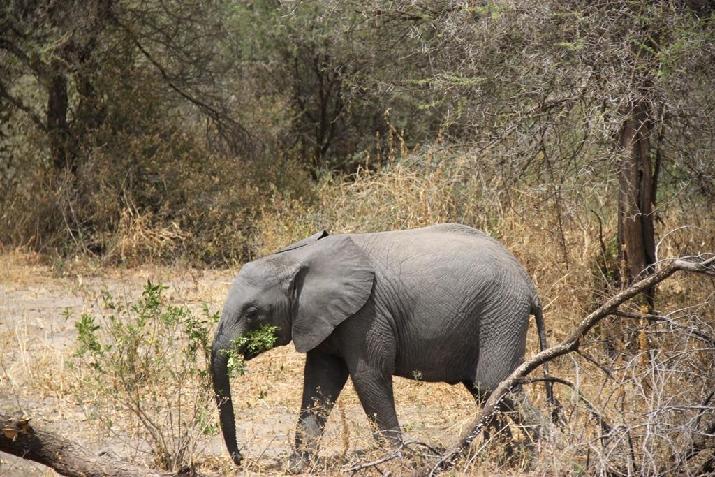 Tarangire National Park Tanzania. Andrey Filippov Photographer