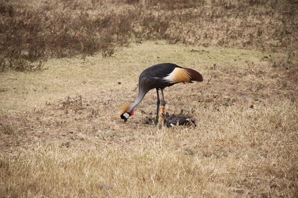 Ngorongoro Conservation Area. Andrey Filippov Photographer