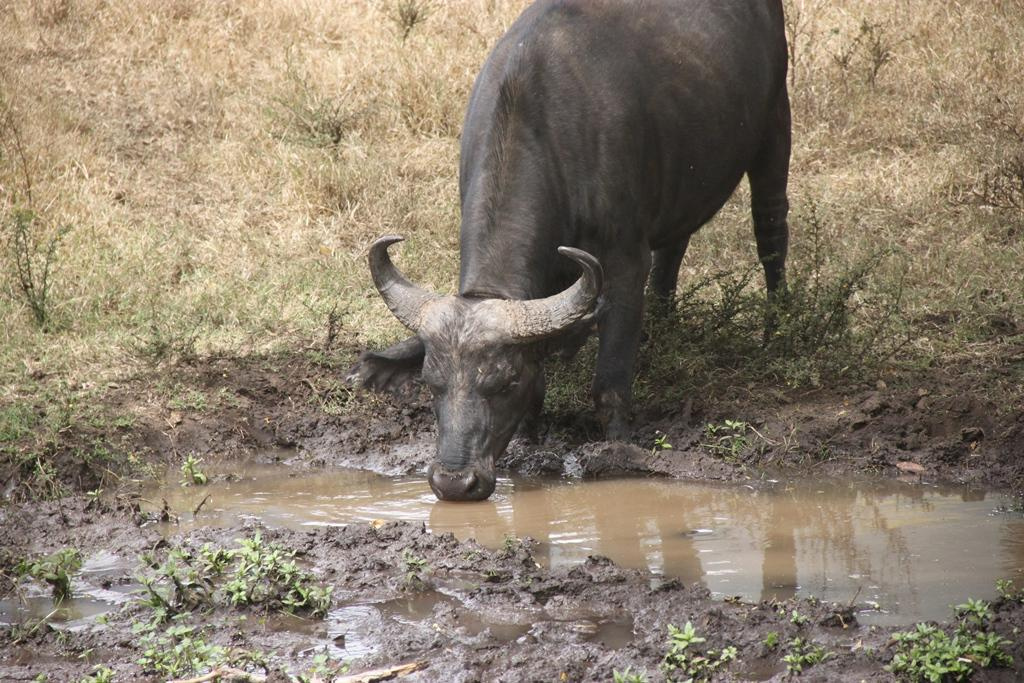Ngorongoro Conservation Area. Andrey Filippov Photographer