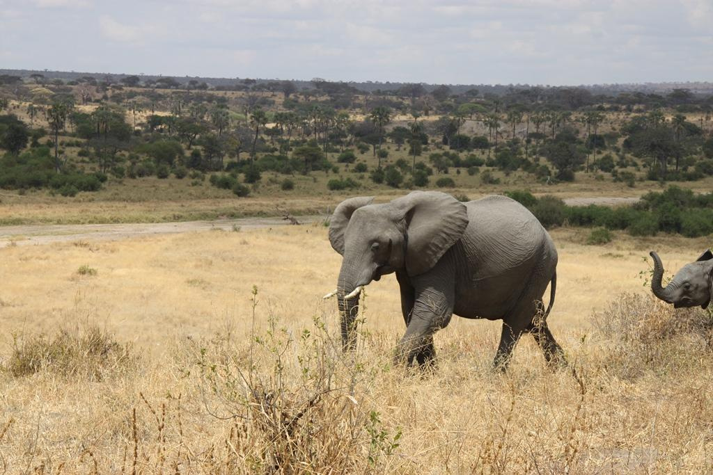 Tarangire National Park Tanzania. Andrey Filippov Photographer