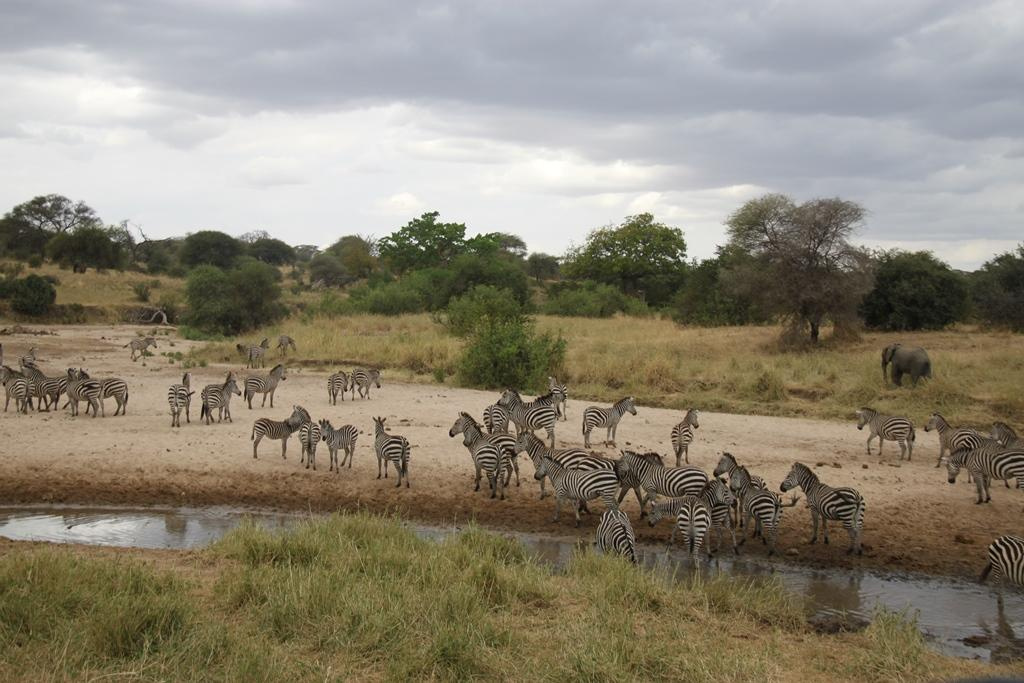 Tarangire National Park Tanzania. Andrey Filippov Photographer