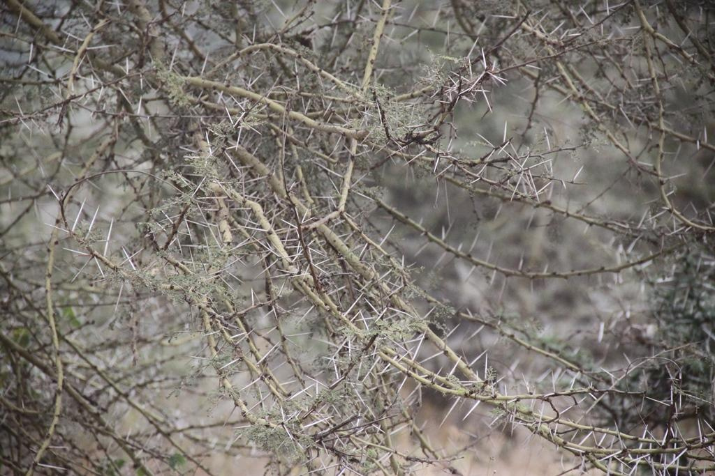 Ngorongoro Conservation Area. Andrey Filippov Photographer