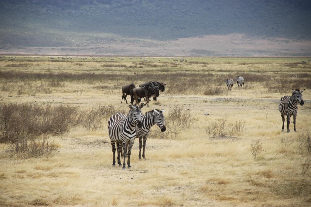 Ngorongoro Conservation Area. Andrey Filippov Photographer