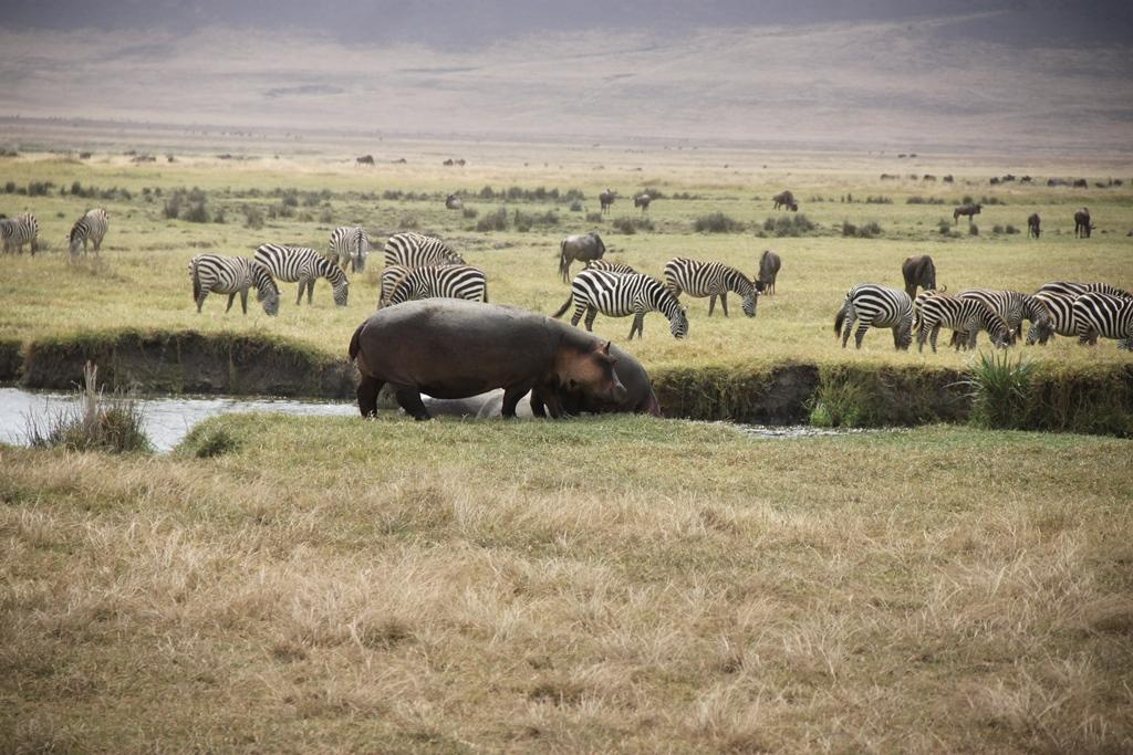 Ngorongoro Conservation Area. Andrey Filippov Photographer