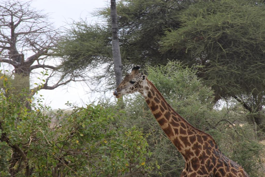 Tarangire National Park Tanzania. Andrey Filippov Photographer