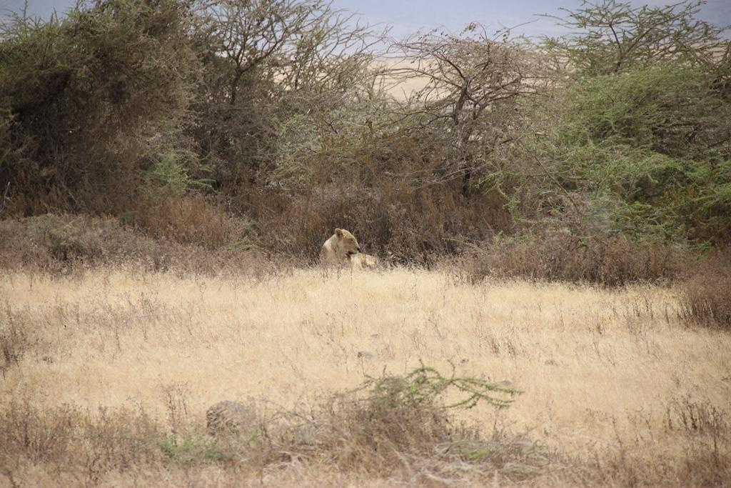Ngorongoro Conservation Area. Andrey Filippov Photographer