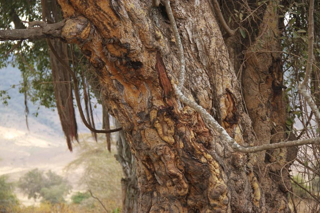 Ngorongoro Conservation Area. Andrey Filippov Photographer