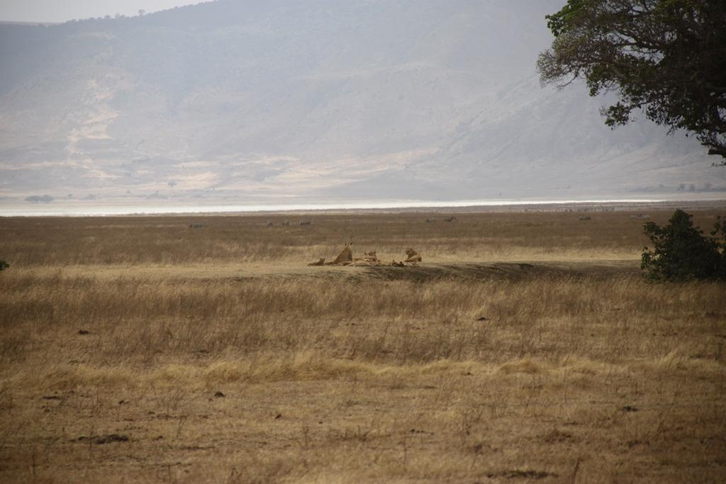Ngorongoro Conservation Area. Andrey Filippov Photographer