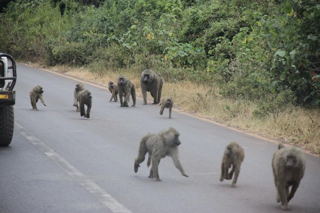 Ngorongoro Conservation Area. Andrey Filippov Photographer
