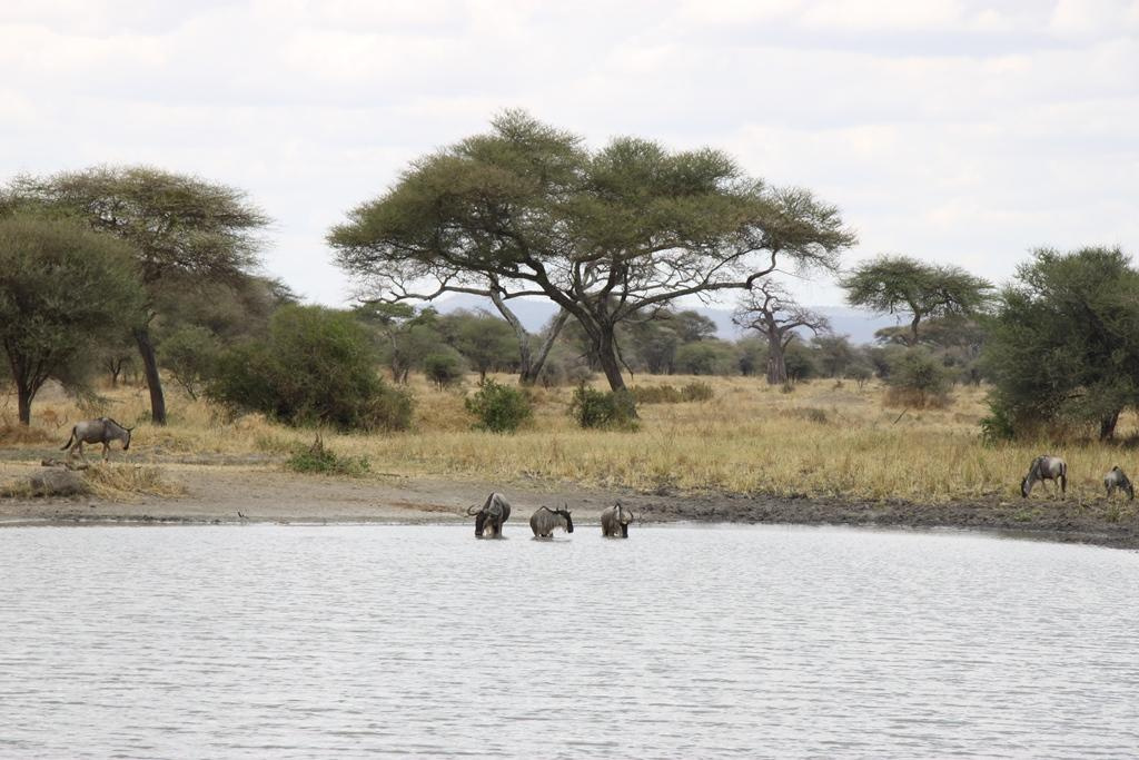 Tarangire National Park Tanzania. Andrey Filippov Photographer
