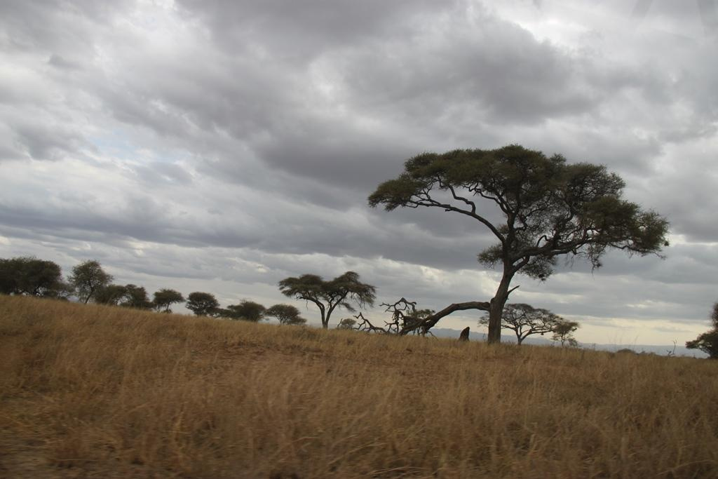 Tarangire National Park Tanzania. Andrey Filippov Photographer