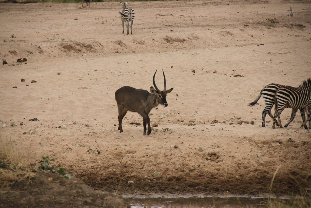 Tarangire National Park Tanzania. Andrey Filippov Photographer
