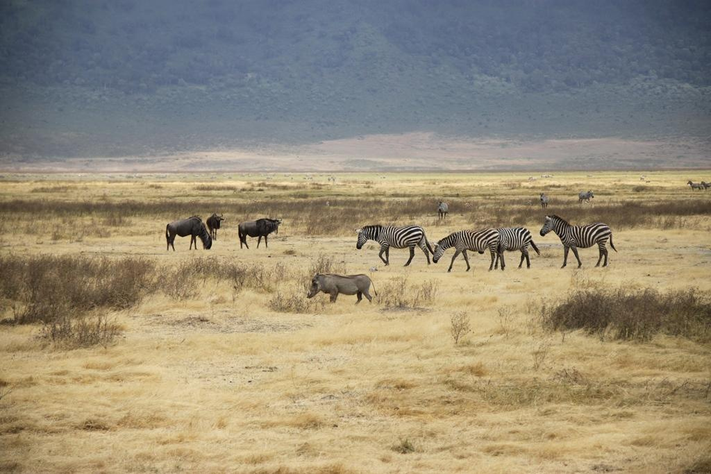 Ngorongoro Conservation Area. Andrey Filippov Photographer