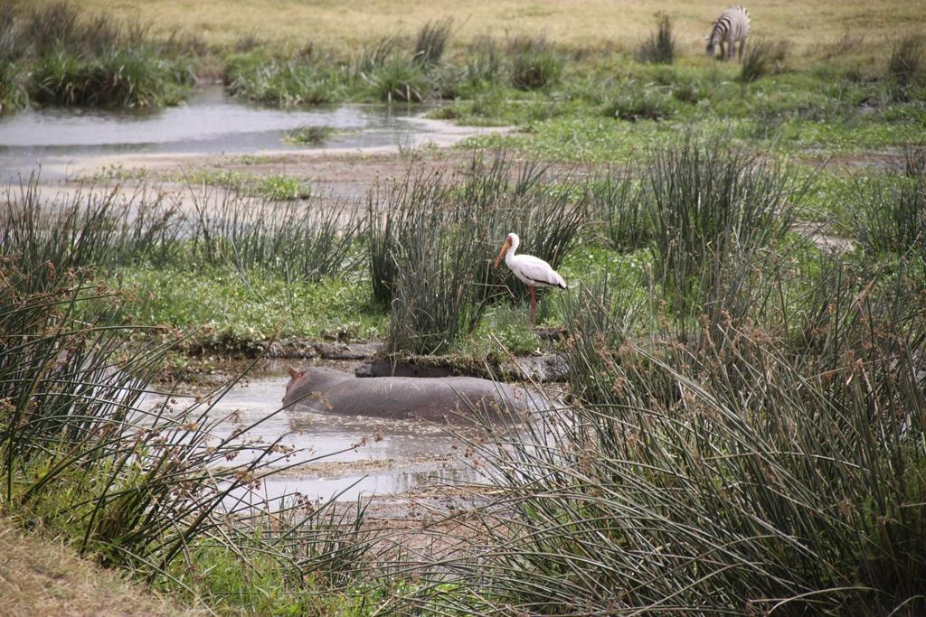 Ngorongoro Conservation Area. Andrey Filippov Photographer