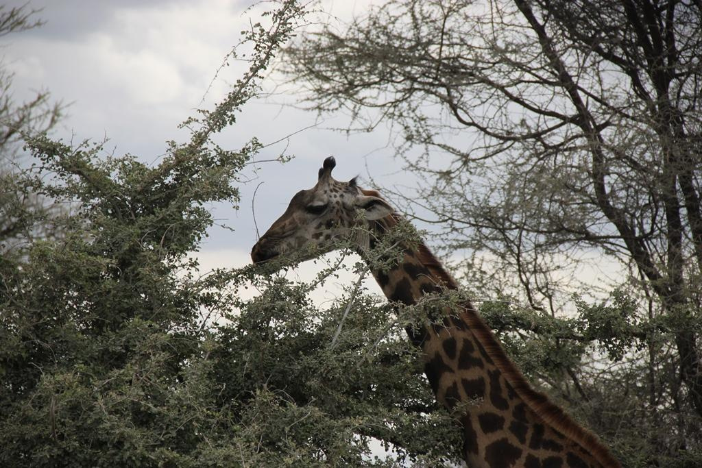 Tarangire National Park Tanzania. Andrey Filippov Photographer