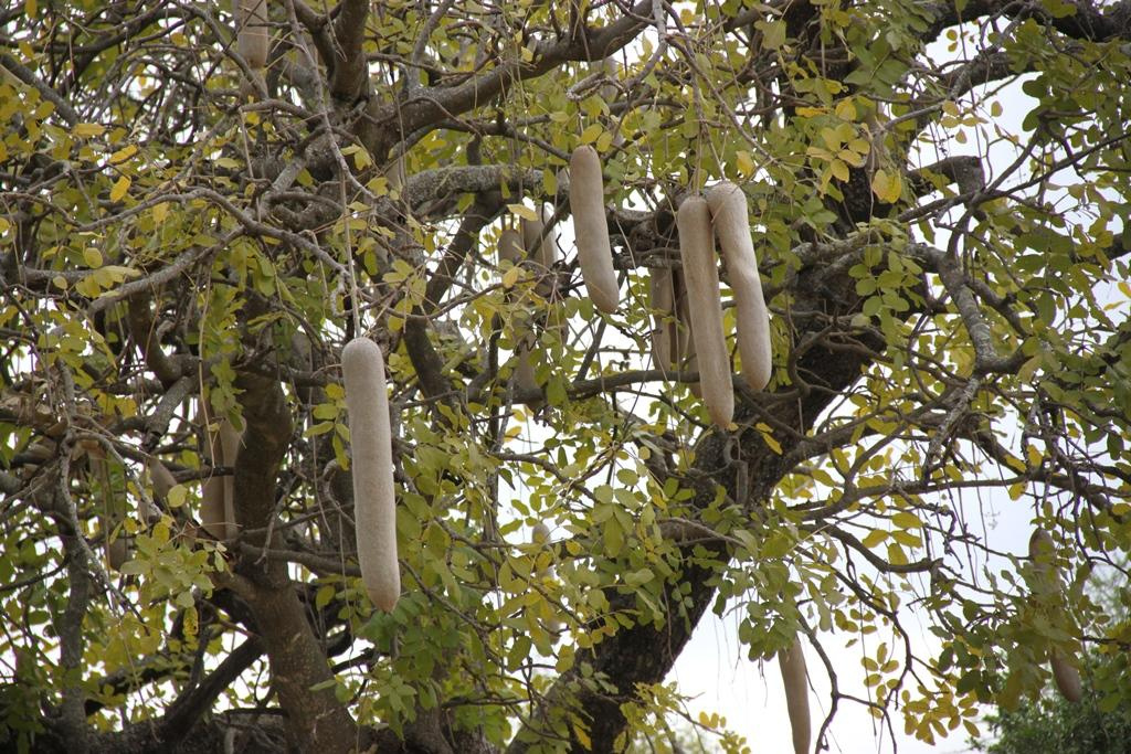 Tarangire National Park Tanzania. Andrey Filippov Photographer