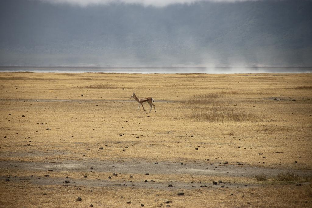 Ngorongoro Conservation Area. Andrey Filippov Photographer