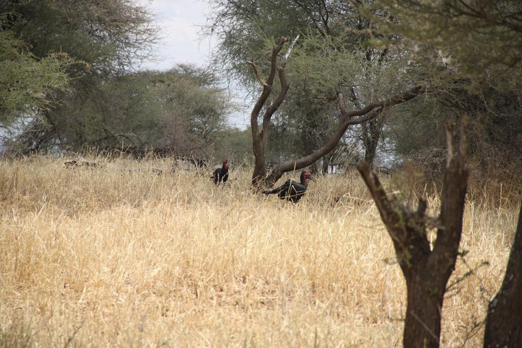Tarangire National Park Tanzania. Andrey Filippov Photographer