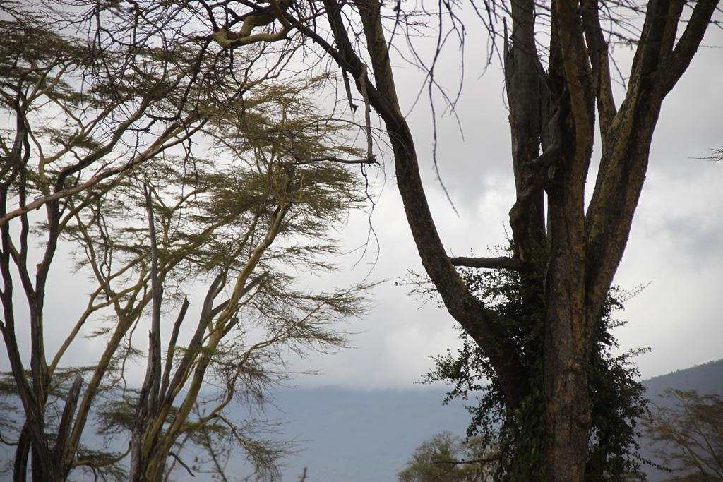 Ngorongoro Conservation Area. Andrey Filippov Photographer