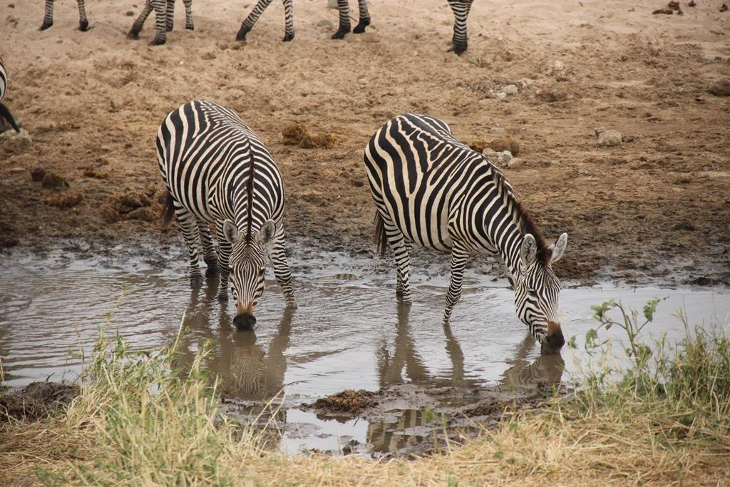 Tarangire National Park Tanzania. Andrey Filippov Photographer