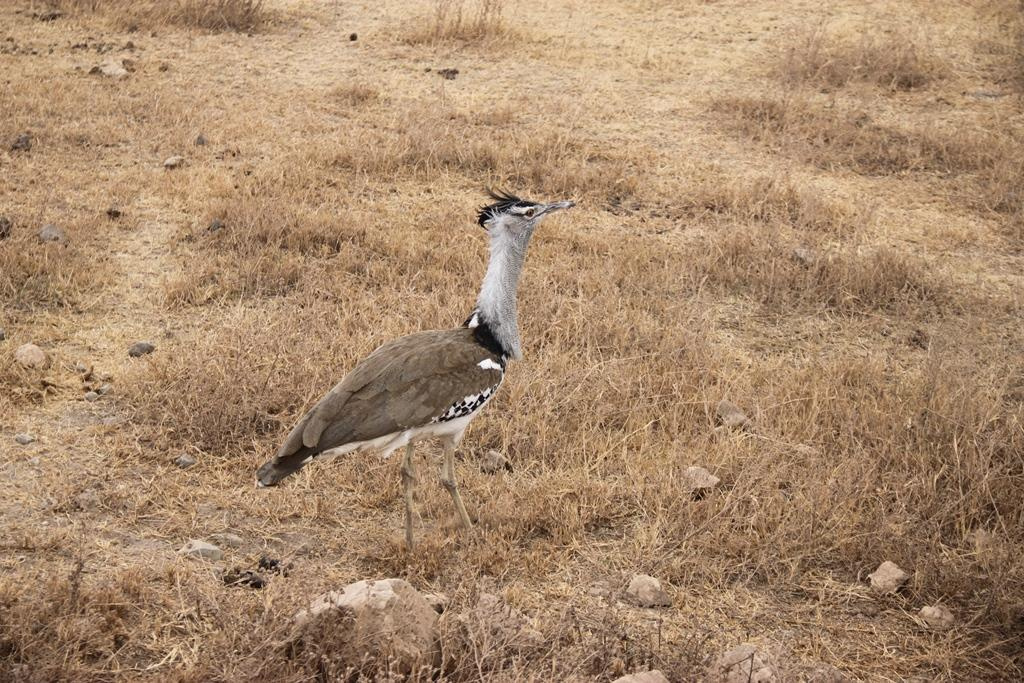 Ngorongoro Conservation Area. Andrey Filippov Photographer