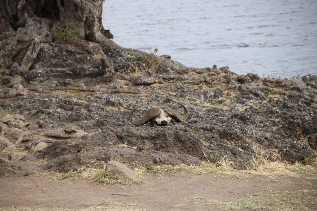 Ngorongoro Conservation Area. Andrey Filippov Photographer