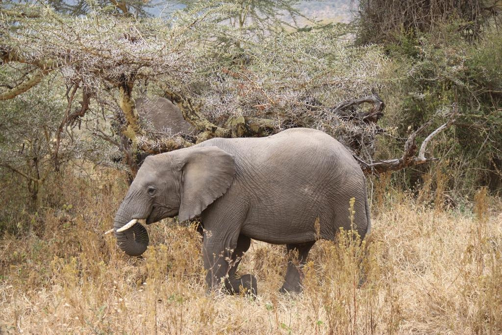Ngorongoro Conservation Area. Andrey Filippov Photographer