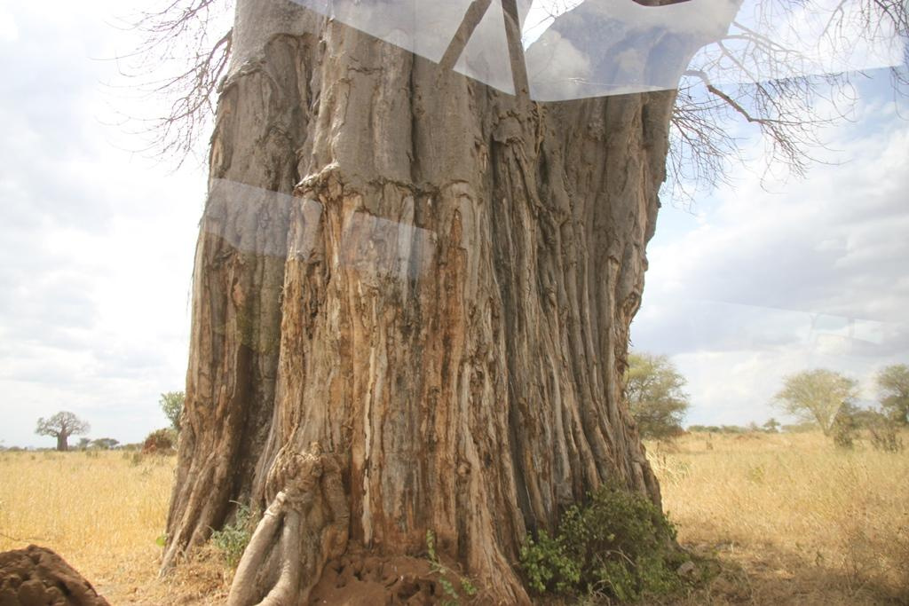 Tarangire National Park Tanzania. Andrey Filippov Photographer