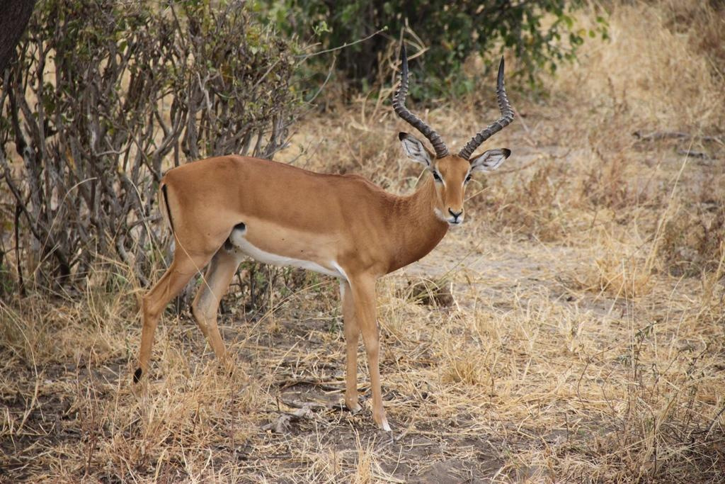 Tarangire National Park Tanzania. Andrey Filippov Photographer