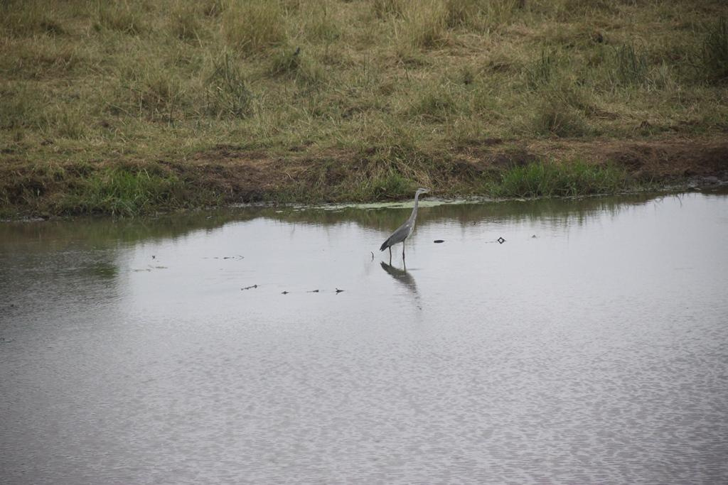 Tarangire National Park Tanzania. Andrey Filippov Photographer