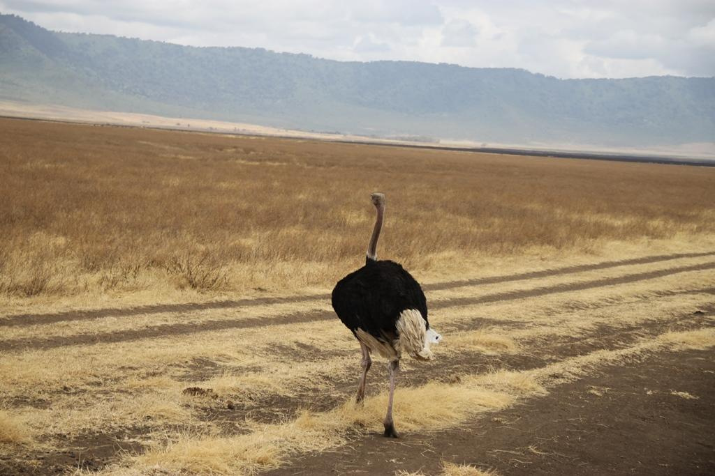 Ngorongoro Conservation Area. Andrey Filippov Photographer