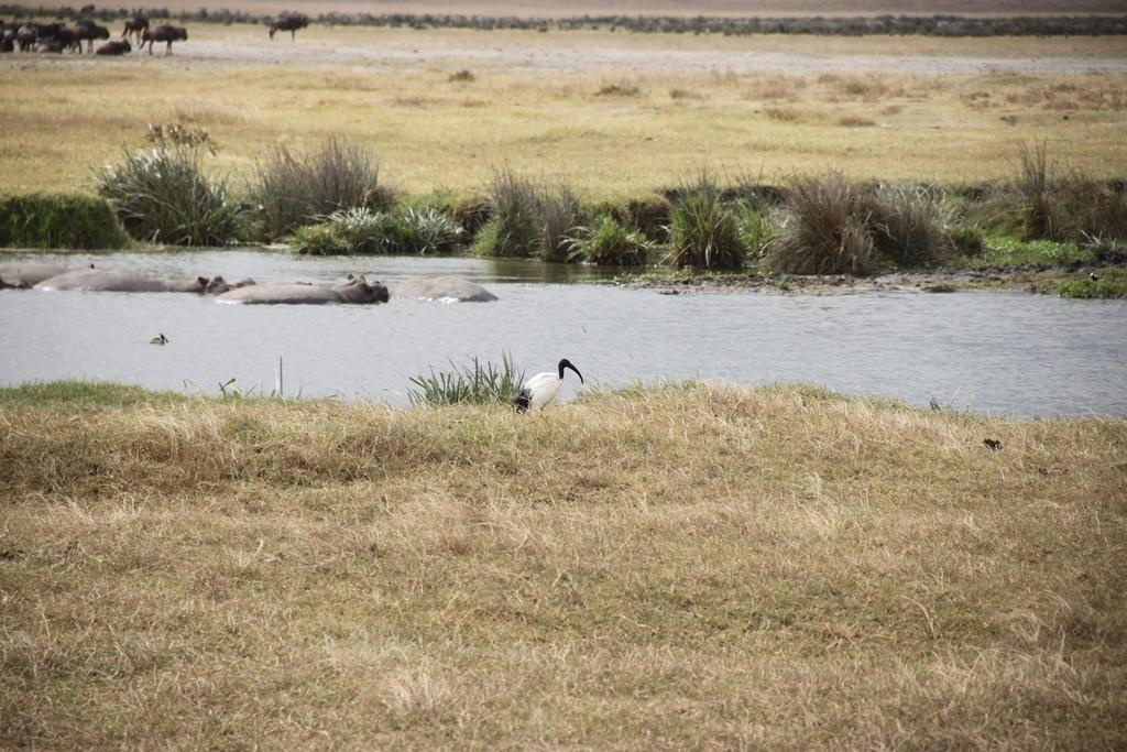 Ngorongoro Conservation Area. Andrey Filippov Photographer