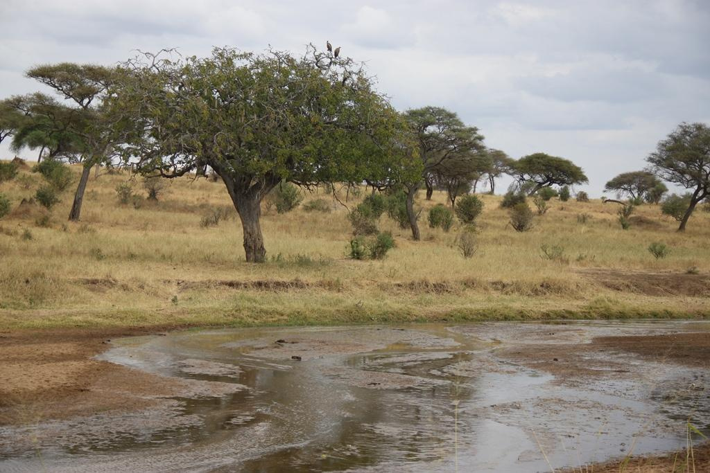 Tarangire National Park Tanzania. Andrey Filippov Photographer