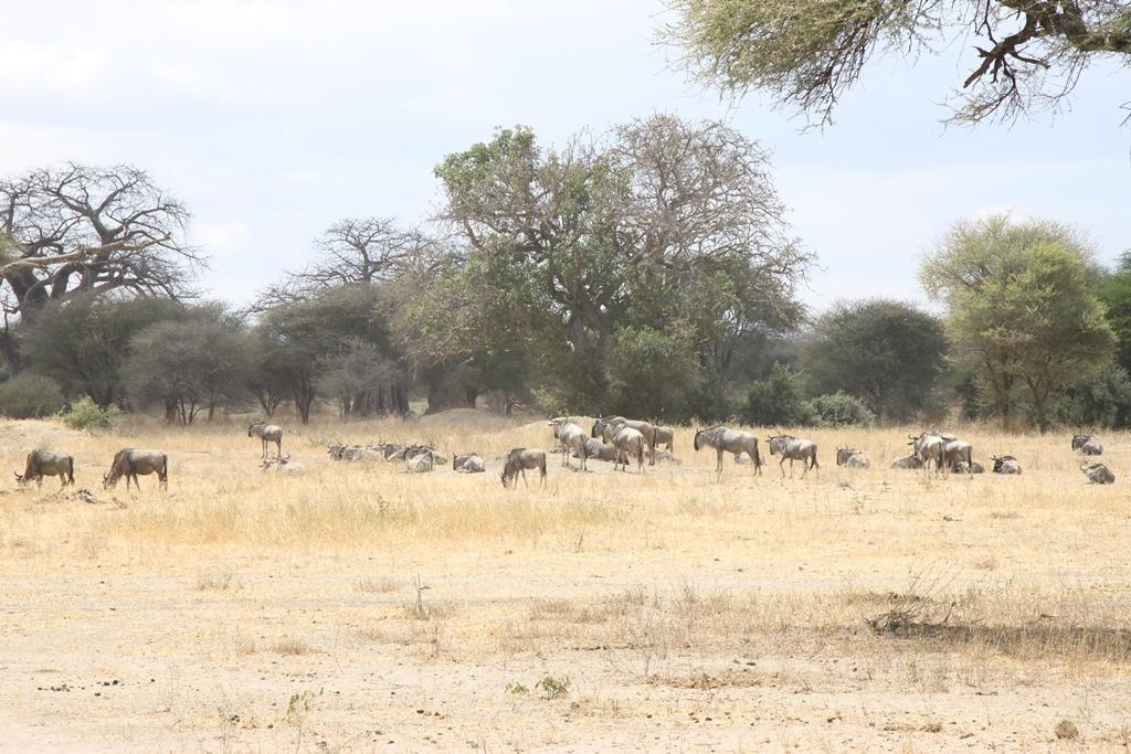 Tarangire National Park Tanzania. Andrey Filippov Photographer