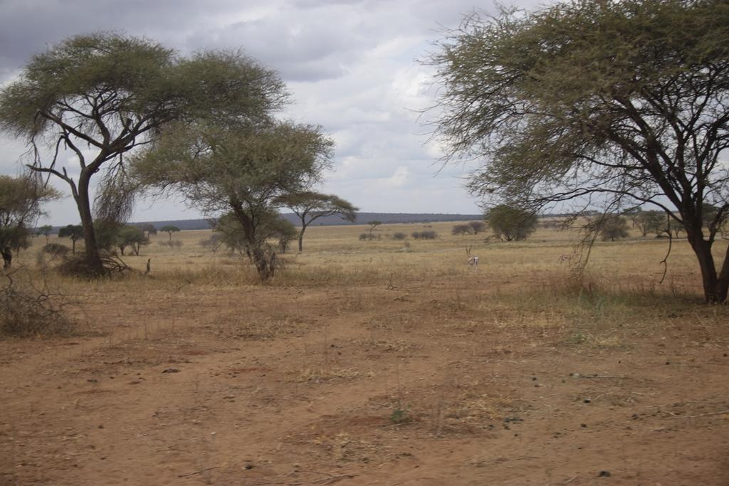 Tarangire National Park Tanzania. Andrey Filippov Photographer