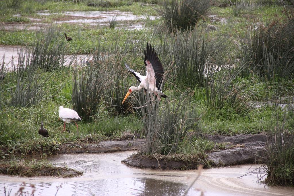 Ngorongoro Conservation Area. Andrey Filippov Photographer