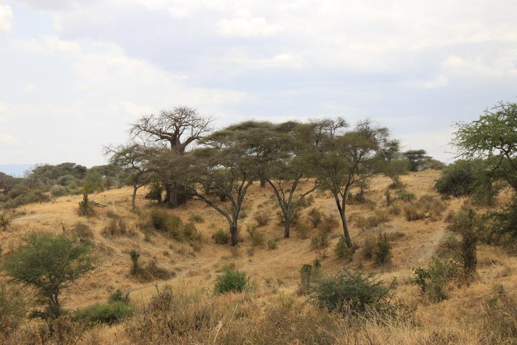Tarangire National Park Tanzania. Andrey Filippov Photographer