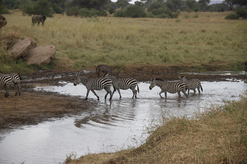 Tarangire National Park Tanzania. Andrey Filippov Photographer
