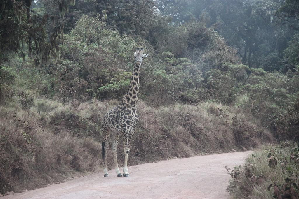 Ngorongoro Conservation Area. Andrey Filippov Photographer
