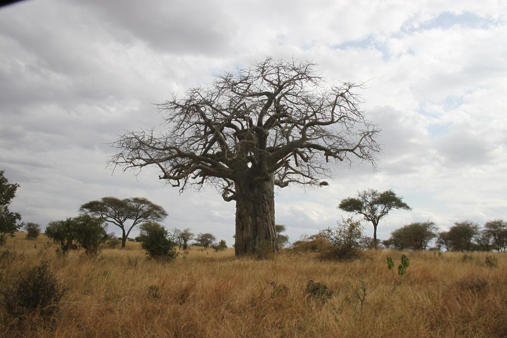 Tarangire National Park Tanzania. Andrey Filippov Photographer