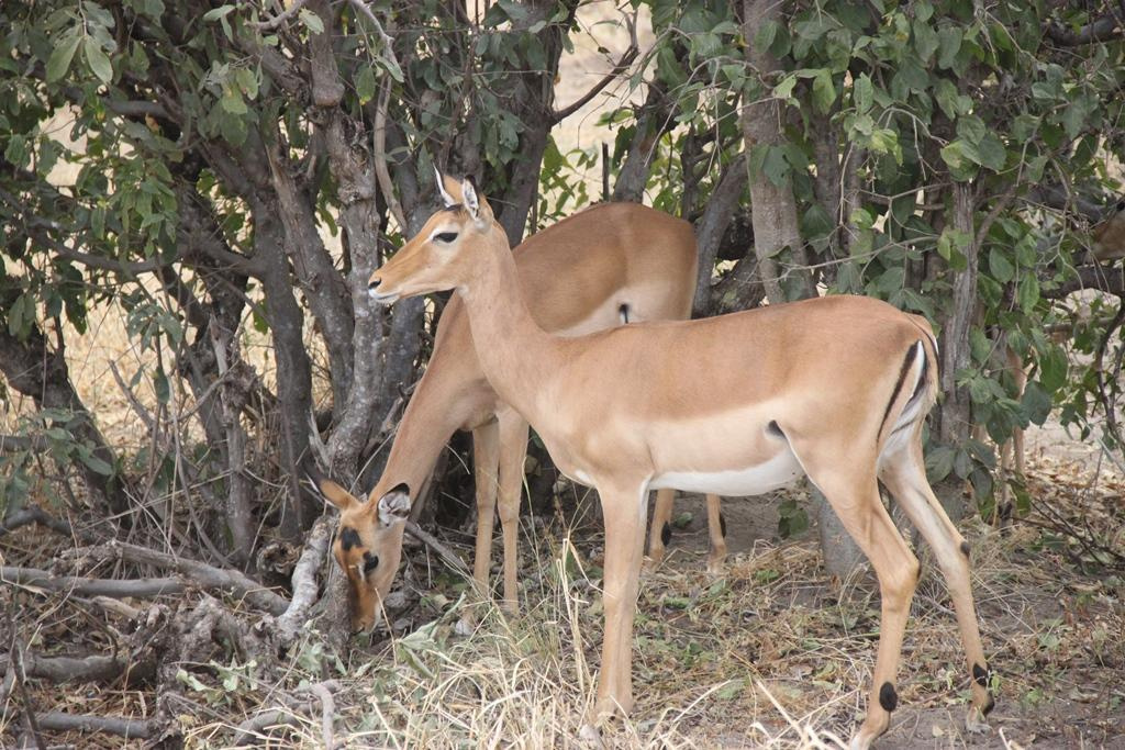 Tarangire National Park Tanzania. Andrey Filippov Photographer