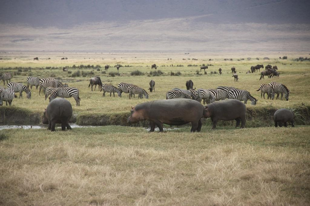 Ngorongoro Conservation Area. Andrey Filippov Photographer