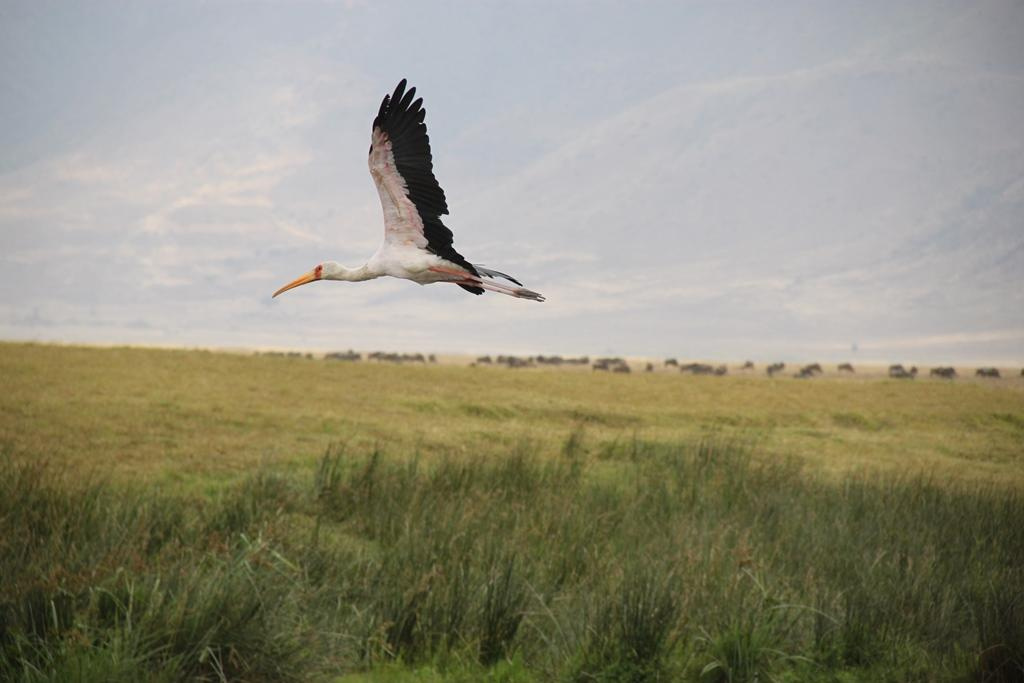 Ngorongoro Conservation Area. Andrey Filippov Photographer