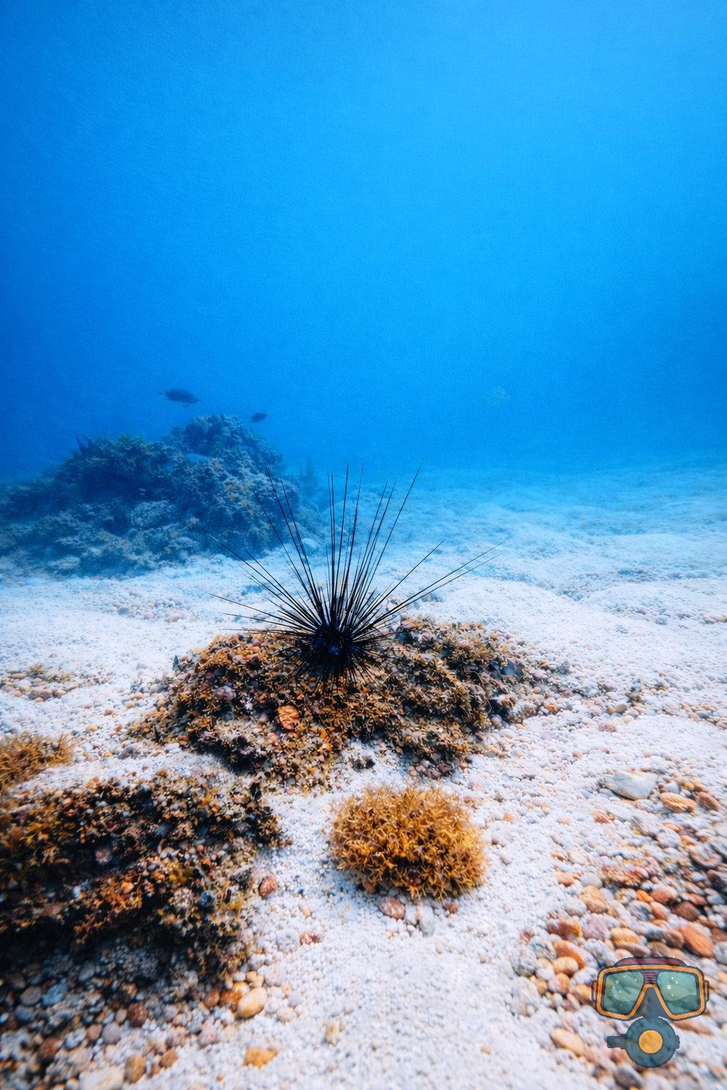 Для тех кто не боится сделать первый шаг. Дайвинг во Вьетнаме. Индивидуальные Экскурсии
