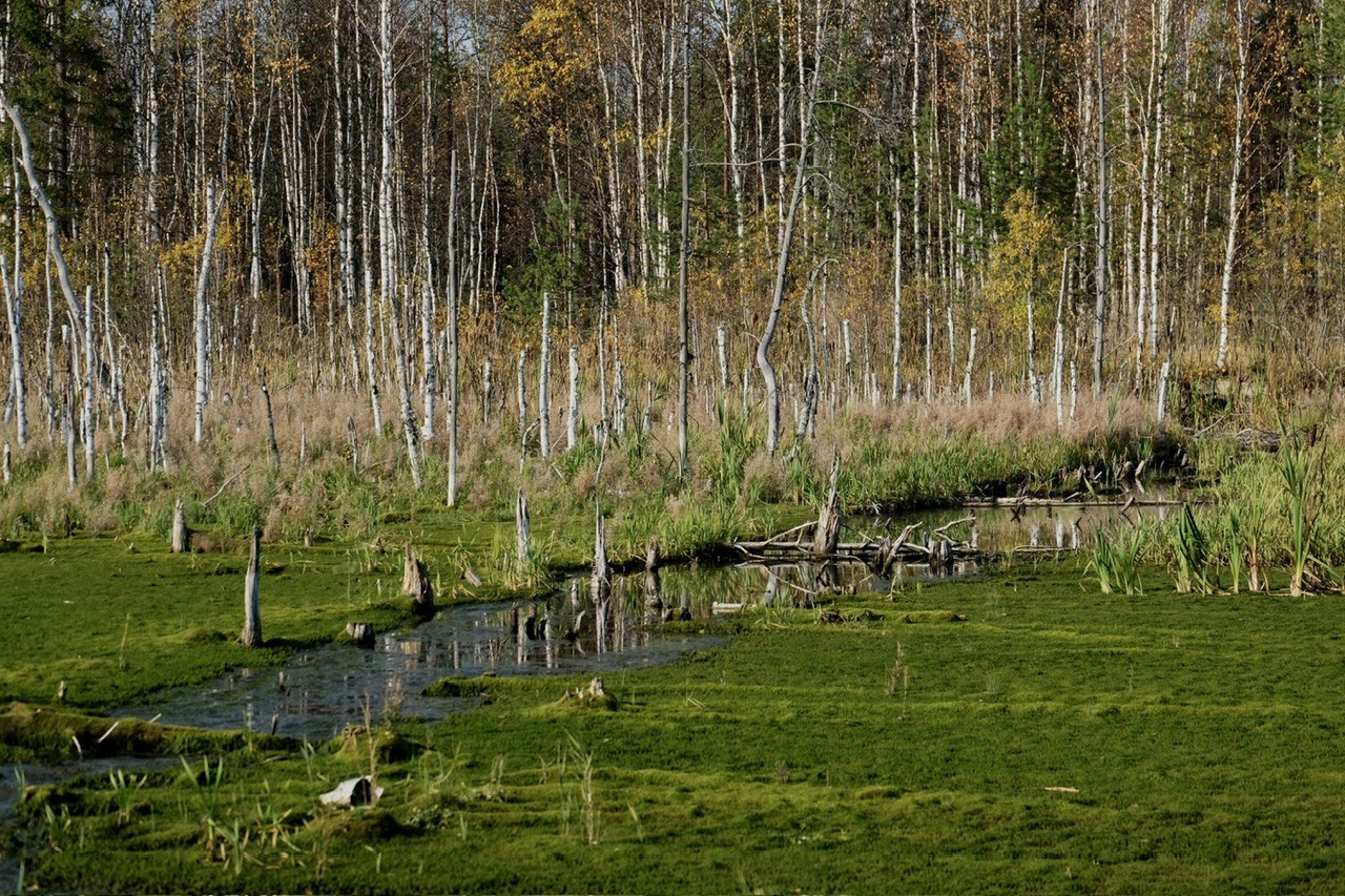 Архангельская область. Фотограф Евгений Андреев