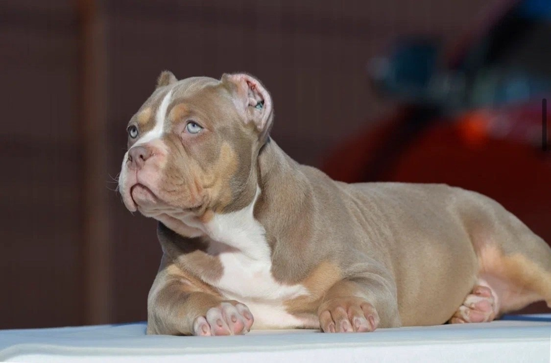 кобель на вязку  Американский булли в Омске