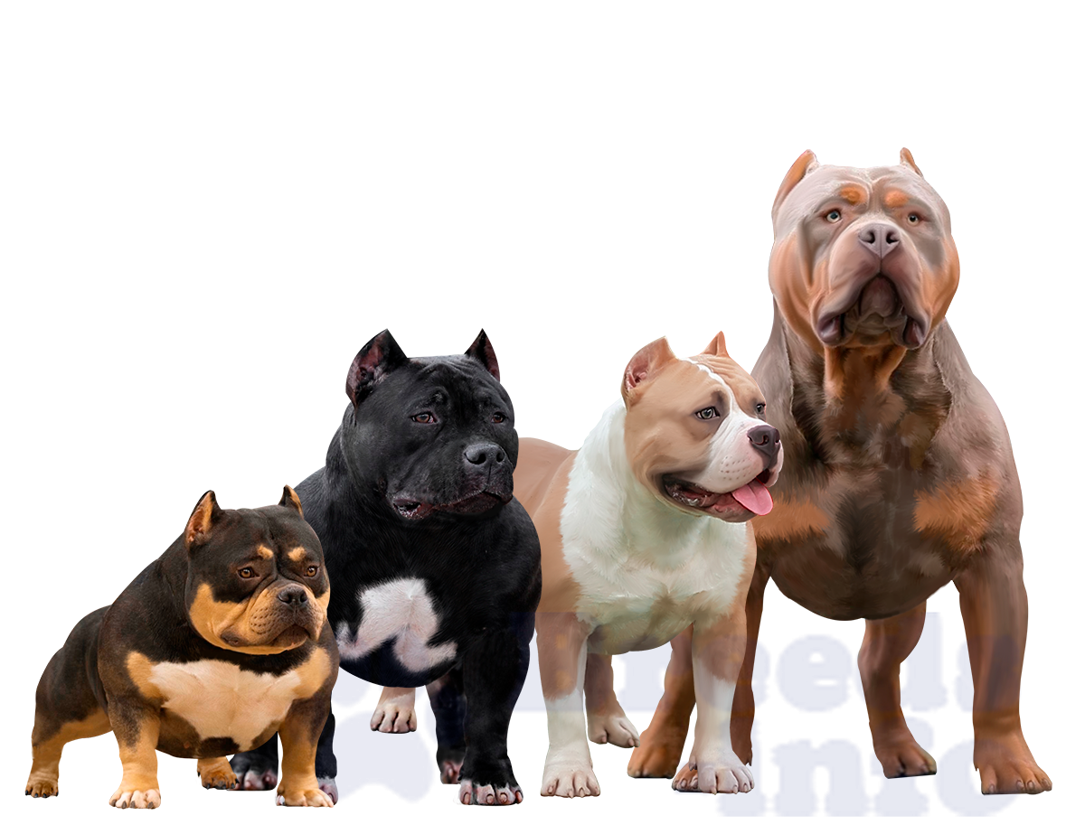 Скучает ли американский булли, когда остаётся один дома?. ПИТОМНИК СОБАК ПОРОДЫ АМЕРИКАНСКИЙ БУЛЛИ