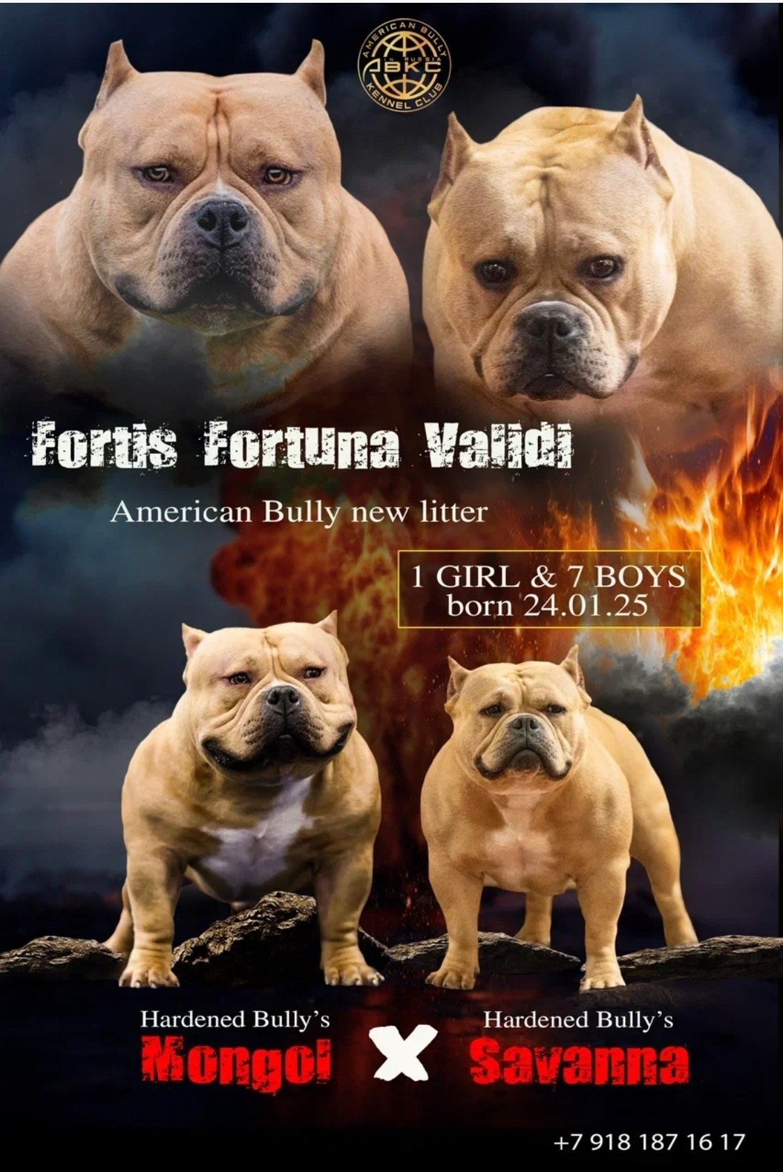 MONGOL и SAVANNA, презентация американских булли 
